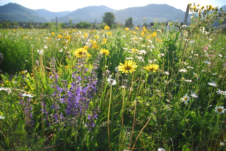 Blumenwiese für Schmetterlinge