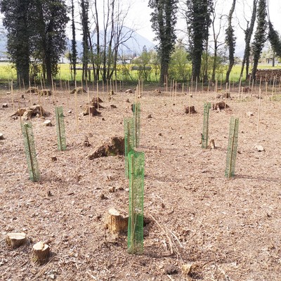 Über 1.000 neue Pflanzen für den Auwald