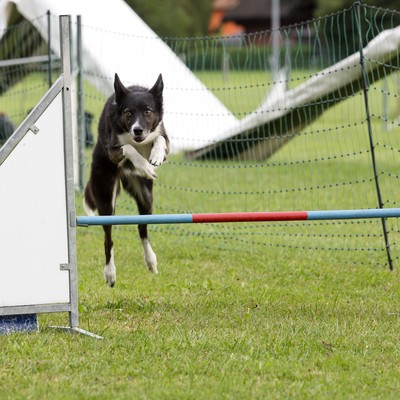 Hundeschule