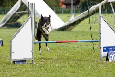 Hundeschule