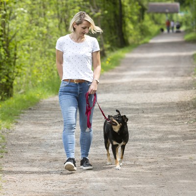 Pflichten als Hundehalter:in