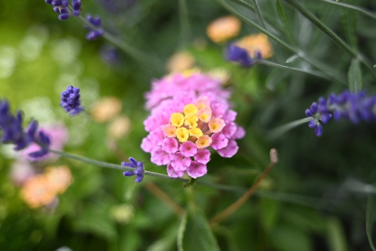 Blumen auf dem Friedhof der Basilika Rankweil © Marktgemeinde Rankweil / Kevin Zimmermann