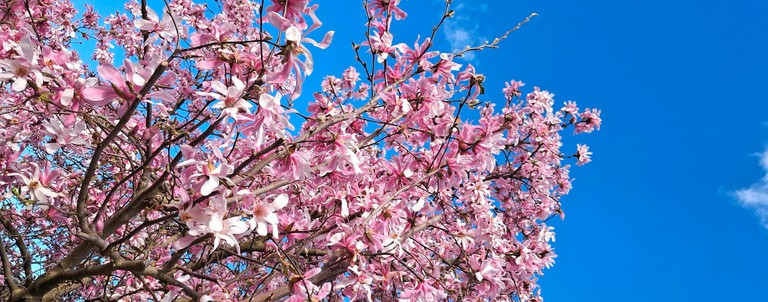 Frühling in Rankweil © Monika Gstach