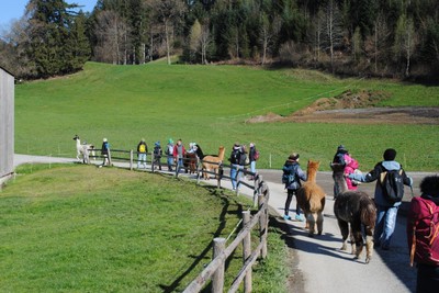Alpaka Wanderung © Stadt Feldkirch (2).jpg