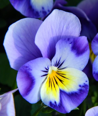 20250324 frühling _ ilse anders (12).jpg