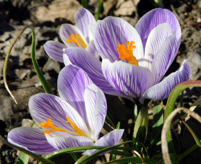 20250324 frühling _ ilse anders (14).jpg