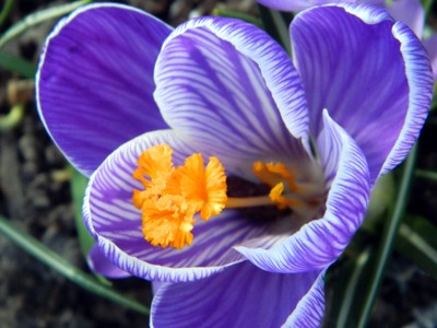 20250324 frühling _ ilse anders (16).jpg