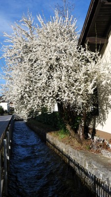 Frühling © Angelika Frick (1).jpg