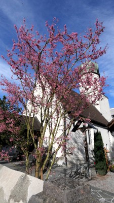 Frühling © Angelika Frick (3).jpg