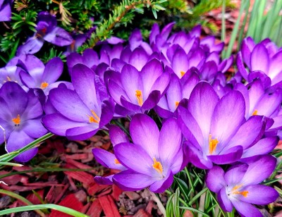 Frühling © Ilse Anders (2).jpg