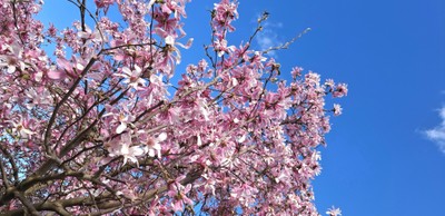 Frühling © Monika Gstach (10).jpg