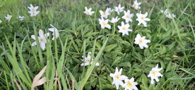 Frühling © Monika Gstach (19).jpg