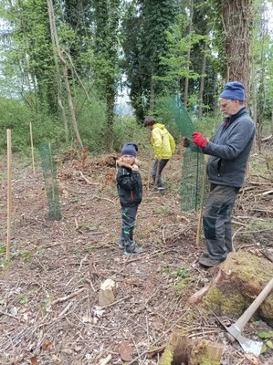 Bömle setza im Auwald  © MG Rankweil (1).jpg