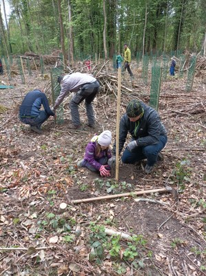 Bömle setza im Auwald  © MG Rankweil (10).jpg
