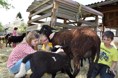 Bauernhof mit allen Sinnen erleben _Bur Pur Röthis © MG Rankweil (17).jpg