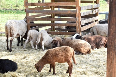 Bauernhof mit allen Sinnen erleben _Bur Pur Röthis © MG Rankweil (2).jpg