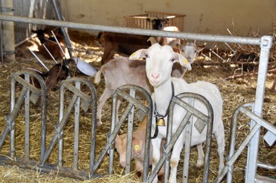 Bauernhof mit allen Sinnen erleben _Bur Pur Röthis © MG Rankweil (4).jpg