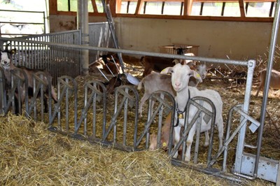 Bauernhof mit allen Sinnen erleben _Bur Pur Röthis © MG Rankweil (5).jpg