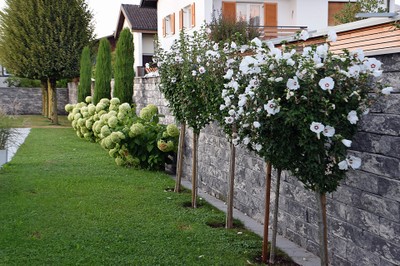20231121 rankweil blueht © ogv rankweil - rudi waibel (116)