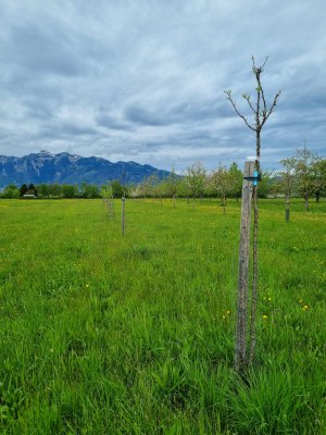 1 Obstbäume Schelmenweg © MG Rankweil_ Gstach.jpg
