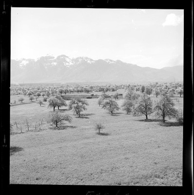 Inmitten einer Streuobstwieese wurde  mit dem Bau der VS  Montfort begonnen © Fotoarchiv Herbert Rauch .jpg