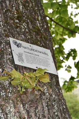 Naturdenkmal Sommerlinde .jpg