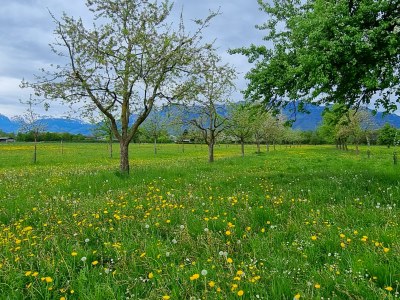 Obstbäume © Monika Gstach (3).jpeg