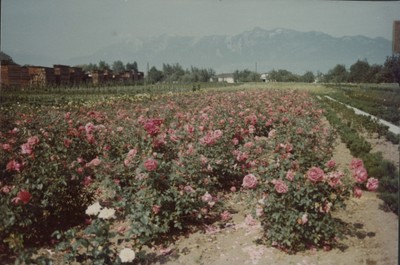 Rosenzucht im Bifang, ab 1978.jpg