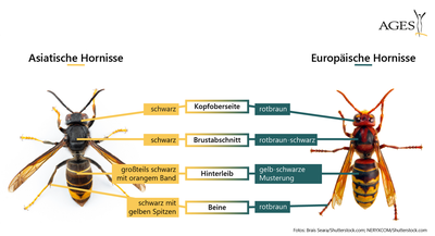 Vergleich - europäische und asiatische Hornisse.png