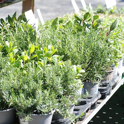 Frühlingserwachen mit der Natur am Wochenmarkt Rankweil