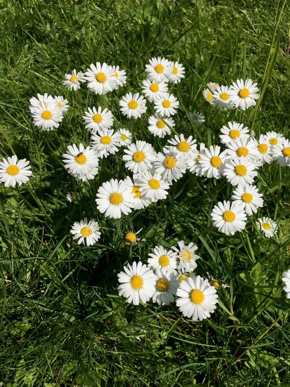 Kräuterspaziergang © Eva Hirschmann