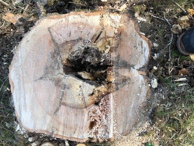 Forstwirtschaftliche Maßnahmen im Röthner Auwald Forstwirtschaftliche Maßnahmen im Röthner Auwald