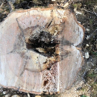 Forstwirtschaftliche Maßnahmen im Röthner Auwald