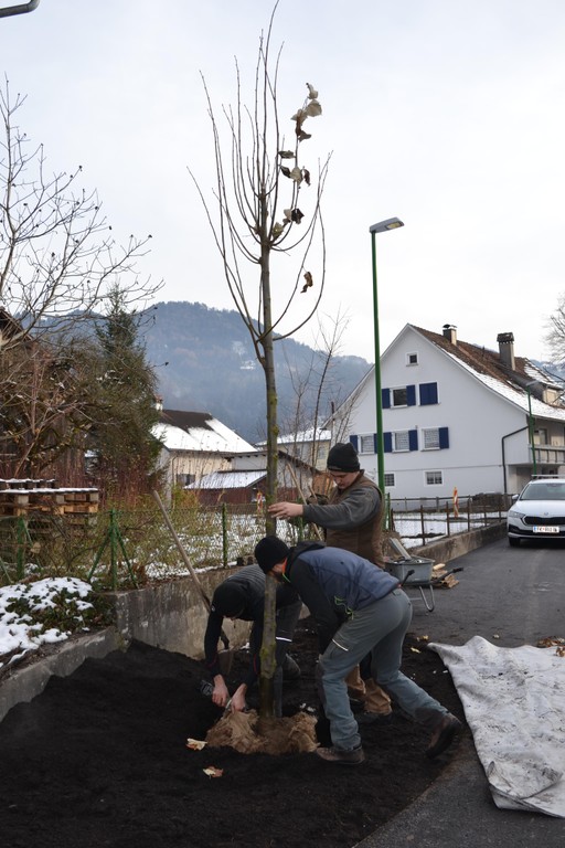 Neue Silberlinde, gesponsert durch die Fa. Gehölz aus Dornbirn © Nägelebau