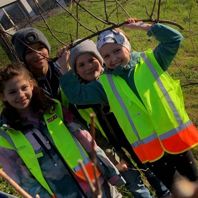 Rebschnitt am Rebberg vor der Volksschule