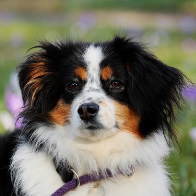 Hundeabgabe