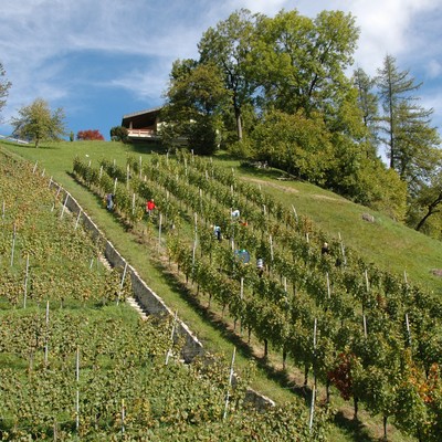 Weinbau