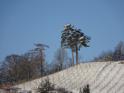 DSC08022.JPG
