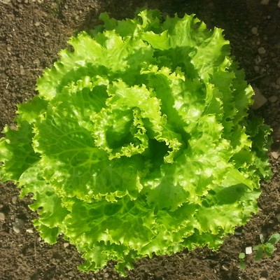 Gemeinschaftsgarten