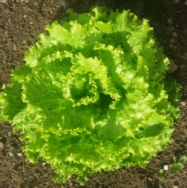 Gemeinschaftsgarten