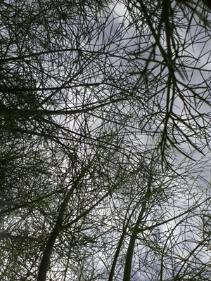 Fenchel.jpg
