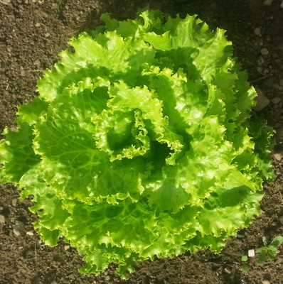 Salat.jpg