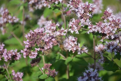 Garten unser, Sulz am Samstag, 9. Juli um 17:00 Uhr