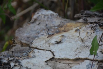 DSC_5055.JPG