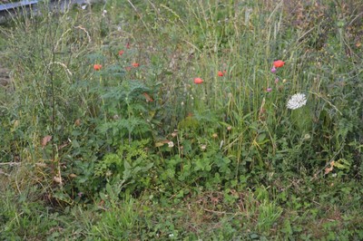 DSC_5070.JPG