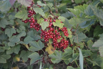 DSC_5071.JPG