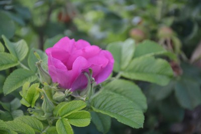 DSC_5075.JPG