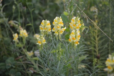 DSC_5079.JPG