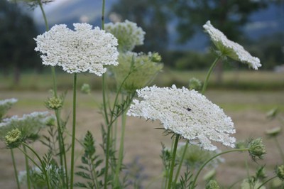 DSC_5080.JPG