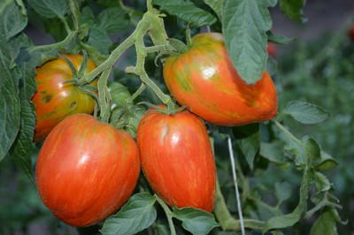 DSC_3325.JPG